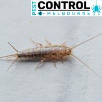 Silverfish Control Melbourne image 3